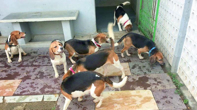 A pack of beagles who are up for adoption. (Photo: DC)