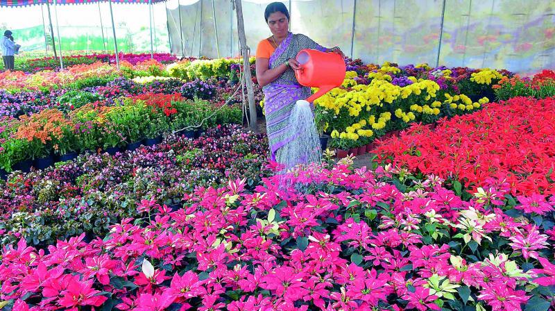 A woman waters flowers brought in from Pune as part of sprucing up the city for the forthcoming National Womens Parliament at Pavitra Sangamam, near Vijayawada on Monday. (Photo: CH. Narayana Rao)