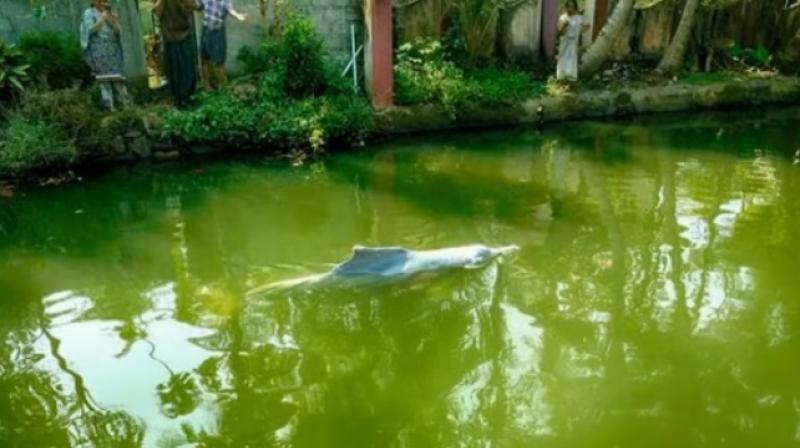 The dolphin is said to have swam for nearly 15 km to reach the canal. (Credit: YouTube)