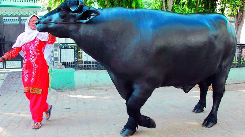 City-based Sandeep Yadav has brought famous Haryana bull Yuvaraj for the Sadar festival.(Photo: DC)