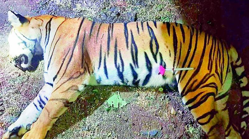 This handout photo released by the Maharashtra Forest Department shows the dead body of the tiger known to hunters as T1 after being shot in the forests. A man-eating tiger that claimed more than a dozen victims in two years has been shot dead sparking controversy over the legality of its killing. 	(Photo: AFP)