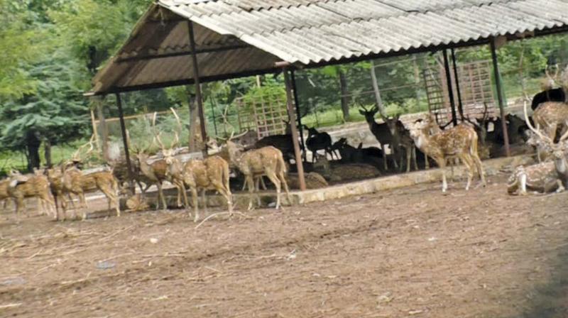 Deer at the BHEL township park in Tiruchy.(Photo: DC)