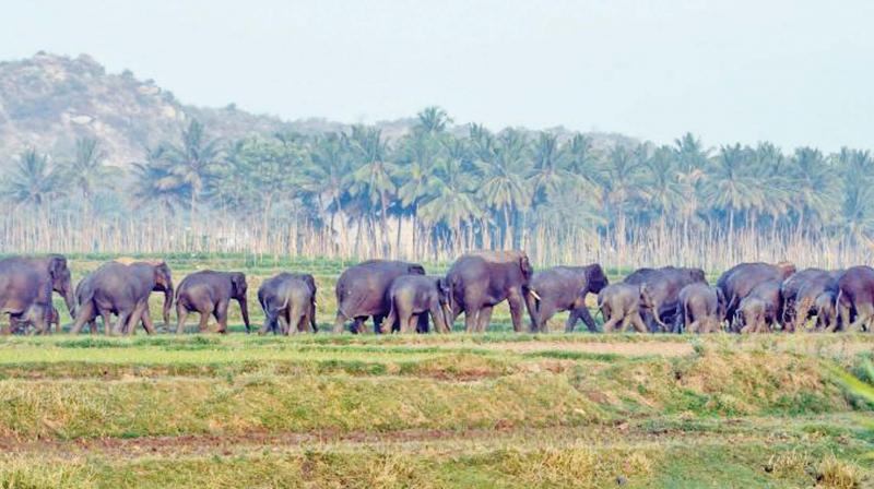 They were not food for elephants, and other animals and they hurt the elephants. (Photo: File)