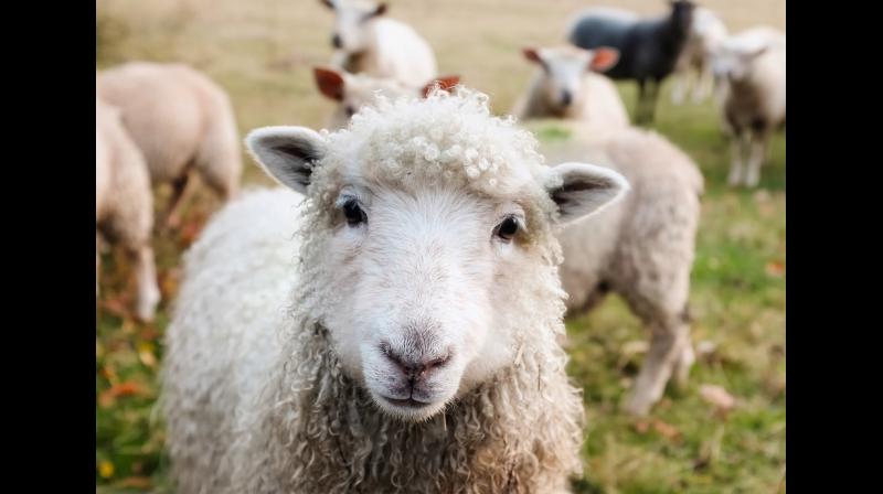 Stanfords team, which has already successfully transplanted pancreases into mice, is tipped to be the first after now that they have produced a human-sheep model to use.  (Photo: Pixabay)