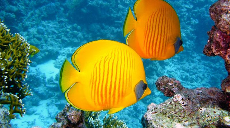 Deep reefs covered at least the same ocean area worldwide as shallow reefs. (Photo: Pixabay)