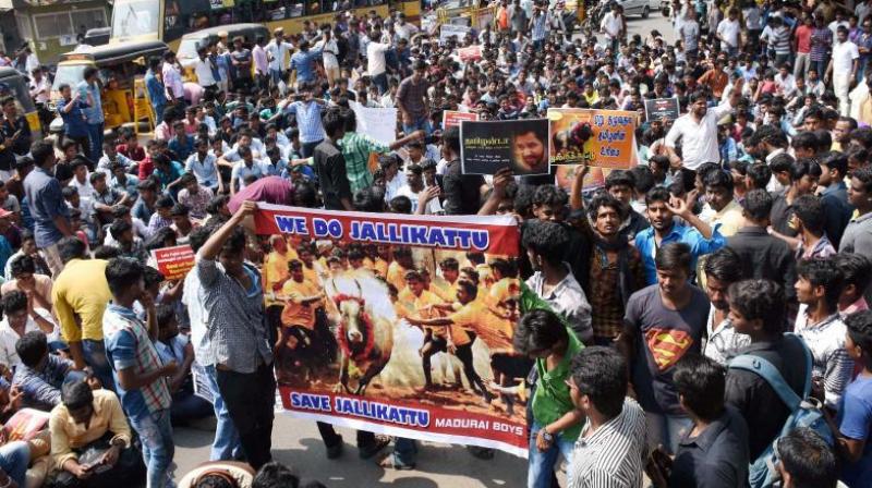 The one man inquiry commission headed by Justice S. Rajeswaran, retired judge of the Madras High court, began on Thursday, a probe into the causes and circumstances that lead to the outbreak of violence during the pro-jallikattu protests. (Representational image)