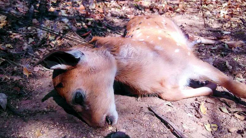 The carcass was found on Sunday, apparently two days after the animal died.