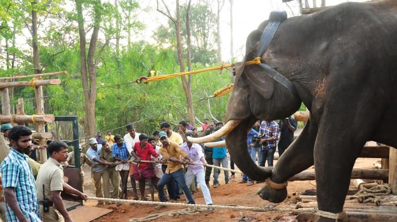 Kombans capture has caused much controversy in a state thats still struggling to define its  relationship with the elephant. In captivity, Komban has lost nearly two tonnes in weight.
