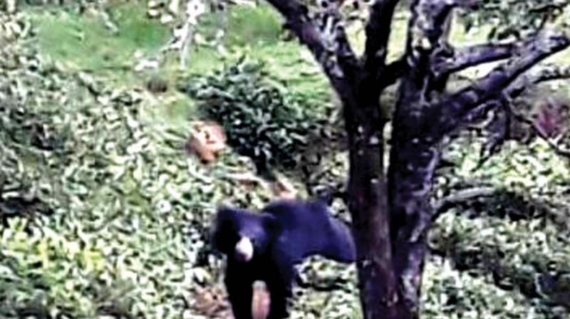 The sloth bear that strayed into farm fields along Doddabetta slopes. (Photo: DC)