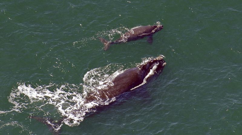 The winter calving season for critically endangered right whales is ending without a single newborn being spotted off the southeast US coast. (Photo: AP)
