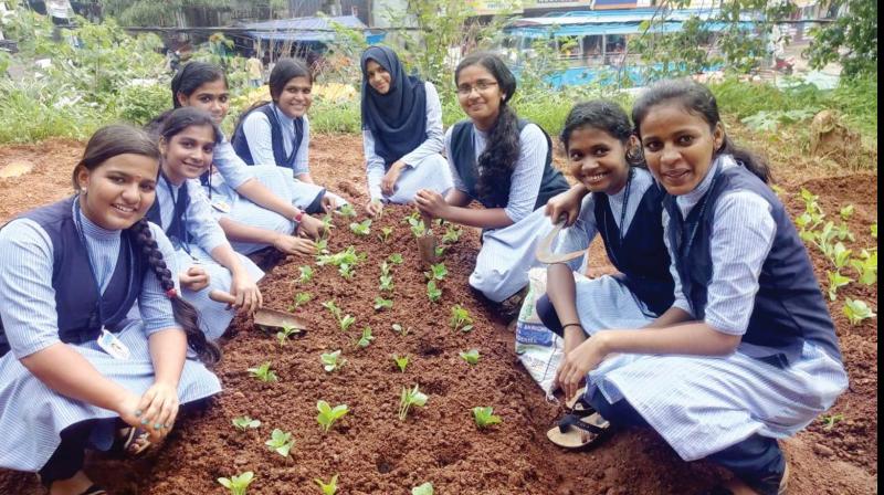 Studenta at their farm in Government Vocational Higher Secondary School , Kunnamkulam, Thrissur.