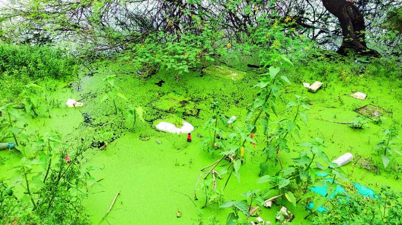 Wipro lake filled with moss, plastic, wine bottles and  garbage after its restoration.