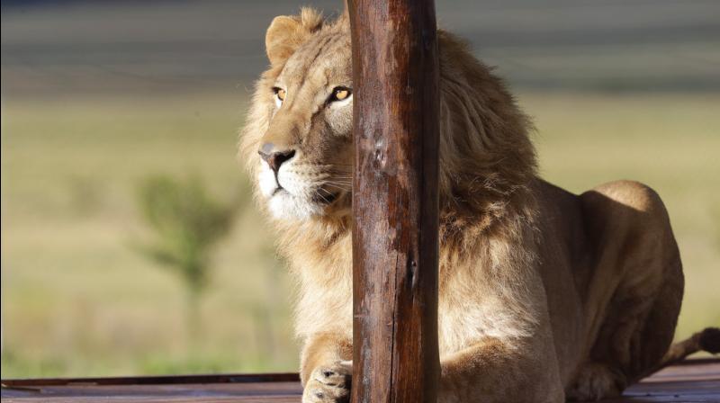 Call of the wild: Lions suffering in war-torn Syria find new home in South Africa