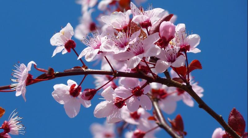 . Around 260 cherry trees are also planted in Nogeyama Animal Park. (Photo: Representational/Pixabay)