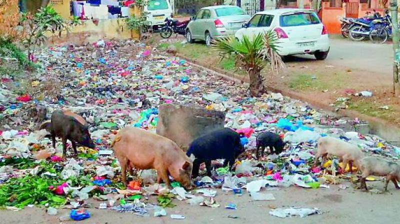 Pigs have a field day at the garbage thrown in vacant lands at Vupparabavi Street in Ramrajyanagar in Gollapudi panchayat limits. (Photo: DC)