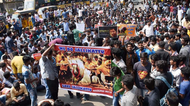 Hundreds of youths who have gathered from southern districts, participating in a protest demanding the Central government to lift the ban on Jallikattu, in Madurai. (Photo: PTI)