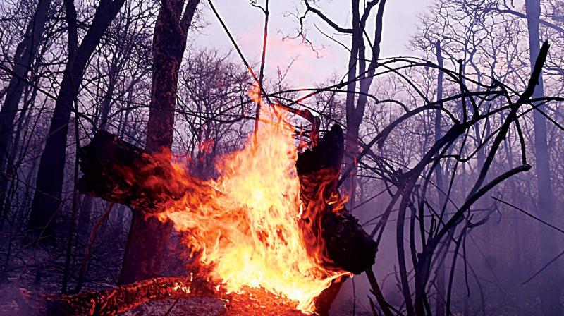 The fire has ravaged several trees and snuffed out the life of a forest guard. Three others are being treated at a private hospital in Mysuru for burn injuries. (Photo: Anurag Basavaraj)