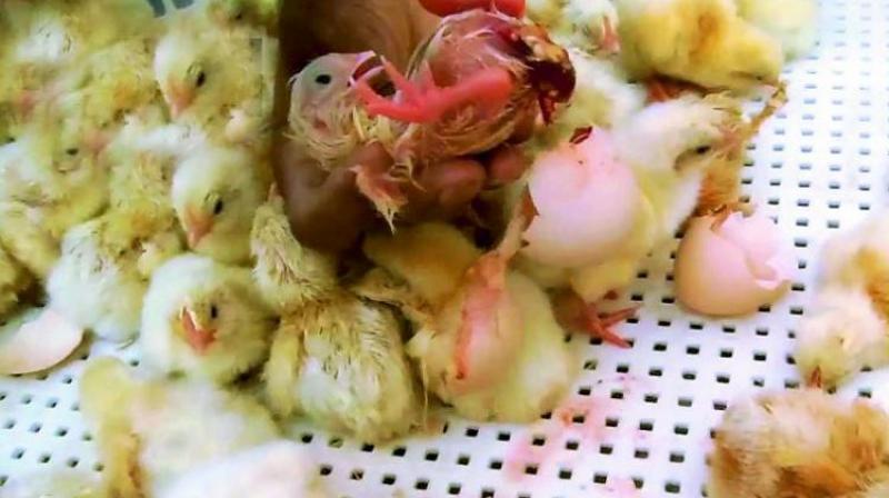 A newly-hatched chick with exposed organs is disposed of without care