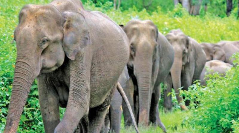 Elephant researcher, Vinod Krishnan of the Nature Conservation Foundation (NCF), finds the night vision drone a safe option to locate elephants at night, pointing out that they can now be  tracked even under a  canopy of trees without causing them any harm.  (Representational Image)