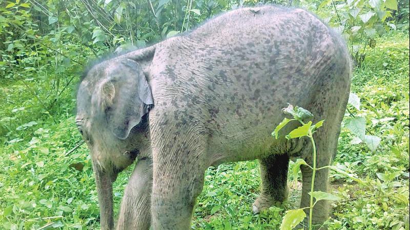 The two-month-old abandoned wild jumbo calf in  Gudalur.  (Photo: DC)