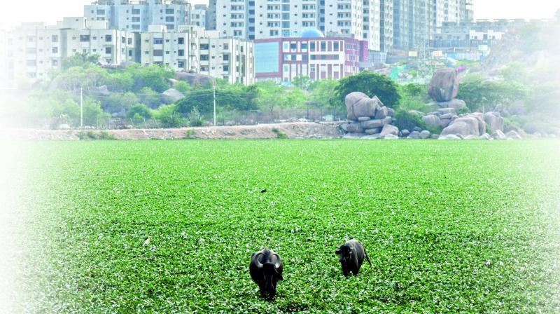 When contacted, an official from the HMDA said that the hyacinth clearance works at Annarayani Cheruvu would be taken up in the second phase of the lake beautification project after the location of the lake is identified.