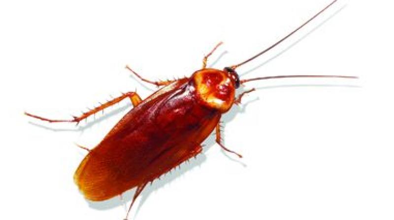 Allergens like different types of dust carried by cockroaches, were found to be the number one cause in 60 per cent of the tested patients.