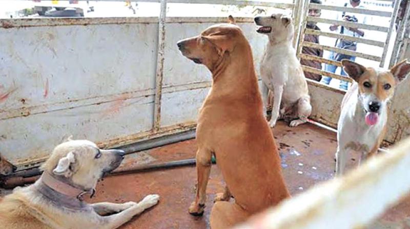 A file picture of dogs in animal shelter.