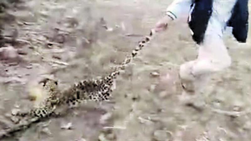 The viral video shows villagers assaulting the helpless cub and dragging it across the open field and flinging it around.