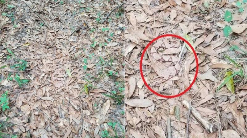 Twitter user Helen posted the photo after it was sent to her by a HER-per and she asked people to spot the snake. (Photo: Twitter/Helen)