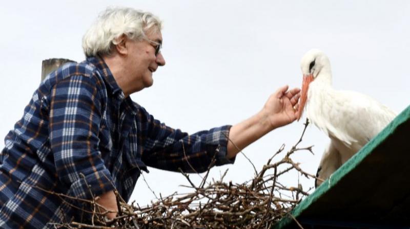 Stjepan Vokic, a retired Croatian primary school caretaker, pets Malena, a white stork he adopted in 1993 after he found it at a nearby pond with a broken wing, shot by hunters. (Photo: AFP)