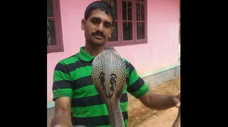 Sujith posted a video of the moment the cobra threw up the eggs on Facebook. (Facebook/ Sujith Vp Wynad)