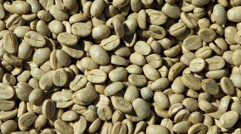 A Norwegian study, published more than a decade ago, delved into the benefits of green coffee bean extract. (Photo: Pixabay)