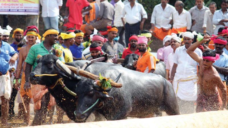 A picture of Kambala released by Peta