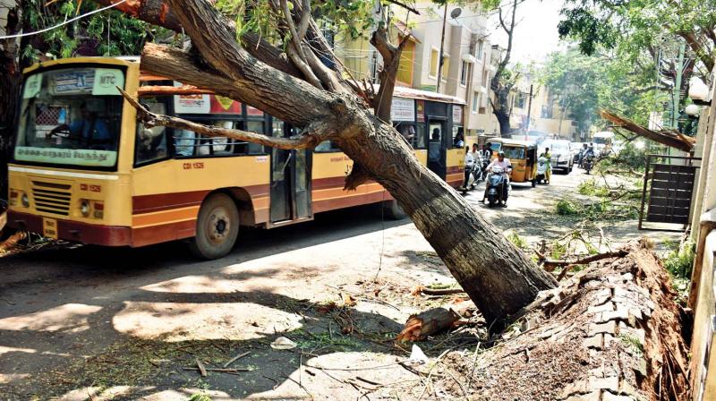 A slanting tree at Devanathan Street in Mylapore pose a threat to the vehicles in the bus route road. (Photo: DC)