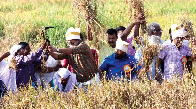 Finance Minister T.M. Thomas Isaac, agriculture minister V.S. Sunil Kumar and actor Sreenivasan harvest paddy at Methran Kayal in Kottayam on Saturday. (Photo: Rajeev Prasad)