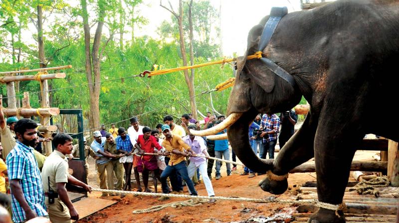 Forest officials and villagers try unsuccessfully to load Kallur Komban, the problem elephant captured in Wayanad, on to a truck at Muthanga. The move was abandoned as an order from top prevented the department from releasing the elephant in Palakkad.