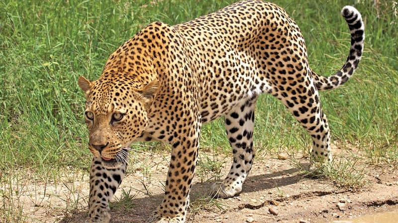 Meanwhile, around 100 estate workers boycotted their work and besieged the State-run Tantea office on Saturday, demanding to install a cage and trap the leopard to relocate it.