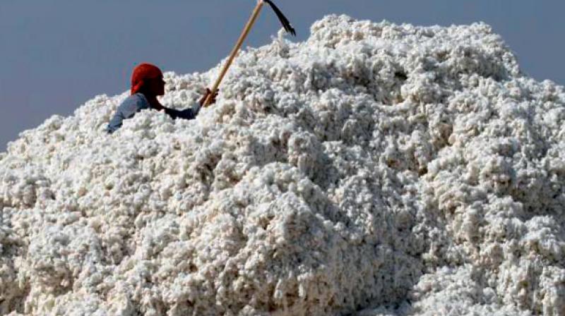 Productivity of cotton continues to remain well below the world average productivity mark.