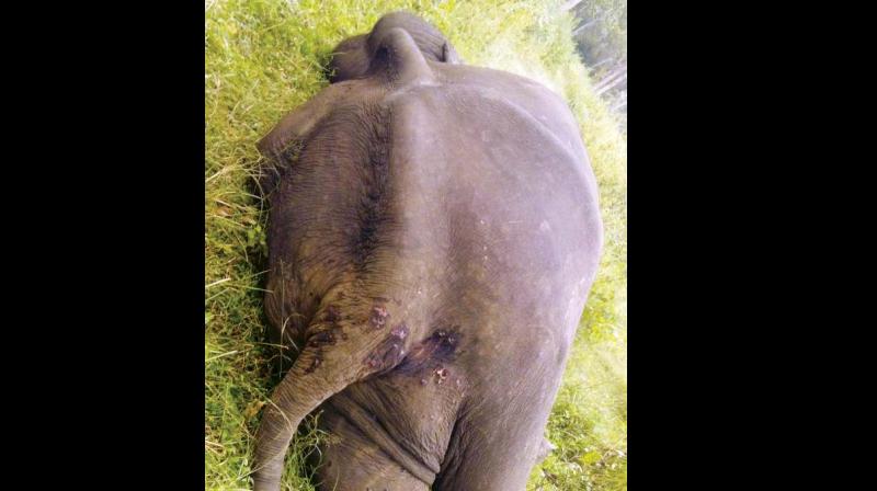 The darting was done in the Kolangere range and the elephant, Lakshmeesh, which was walking to its Hebbale camp, about 10 km away, collapsed and died from exhaustion, before it could reach it, say park sources.