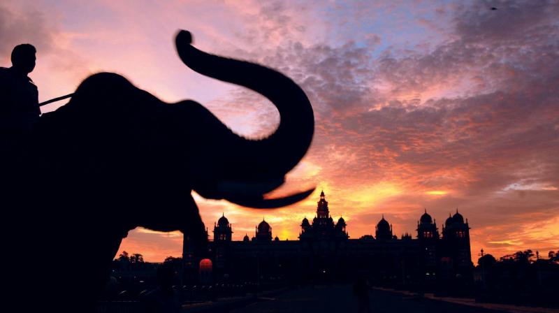A Dasara elephant being taken on a walk in front of Mysuru palace on Wednesday evening. (Photo:KPN)