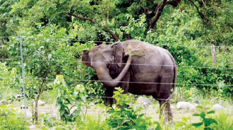 Going by sources, park officials fenced the plot about a month ago after planting jackfruit, mango, bamboo, gooseberry and other trees on it to keep wild animals, especially elephants, from raiding it and destroying the saplings.