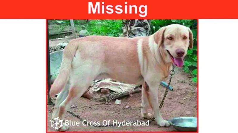 Theres little hope for dogs that go missing in Hyderabad