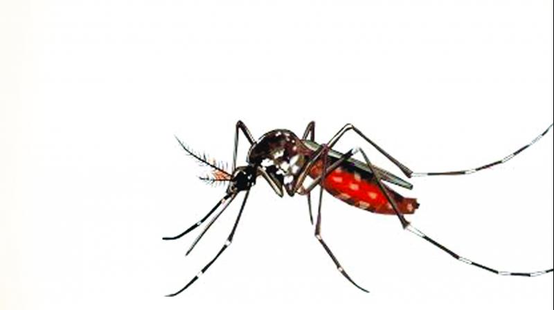 The Ig chikungunia blood test will be carried out to if the fever and pain do not subside in two or three days.