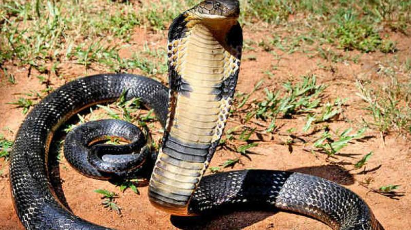 Soudharm Bhandari from GHSPCA said, â€œI and D. Joshi from PFA, along with BPMS and 15 volunteers, rescued 14 snakes.(Representational Image)