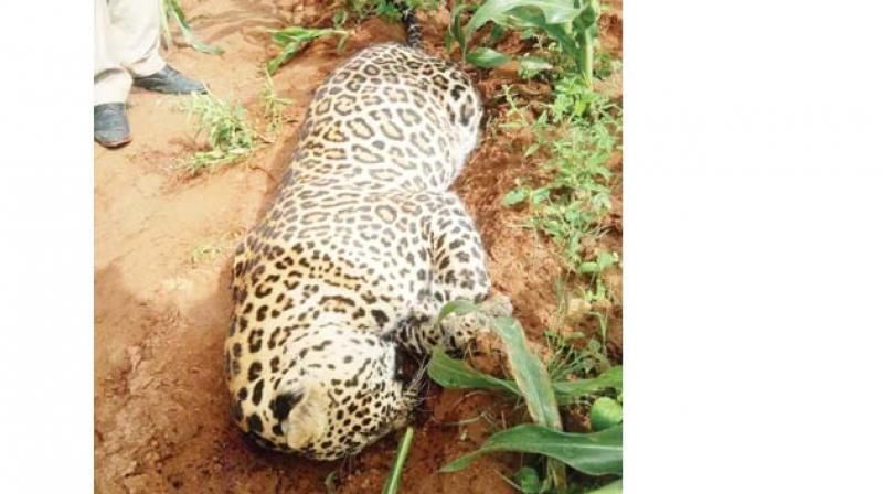 The carcass of the leopard  which was shot dead.