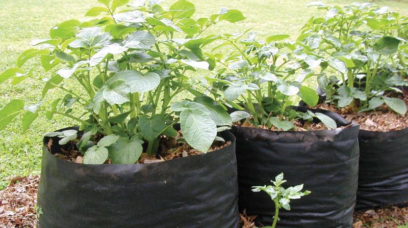 Agriculture department, local bodies, Vegetable and Fruit Promotion Council, residents associations and others have been selling grow- bags without any restrictions.
