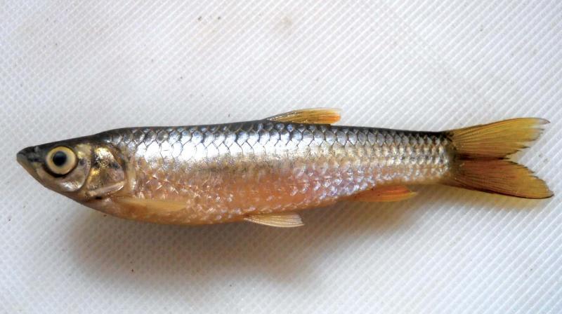 The name ataenia is used here in reference to the absence of a mid lateral colour band on the body of the new fish.