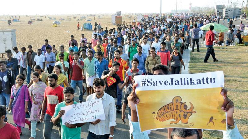 Thousands of youngsters march in a walkathon held in the city on Sunday by Care and Welfare at Marina demanding the conduct of jallikattu this Pongal (Photo: DC)