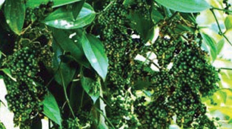 Various farmers organisations in the state had been raising a hue and cry to fix a MIP for pepper.