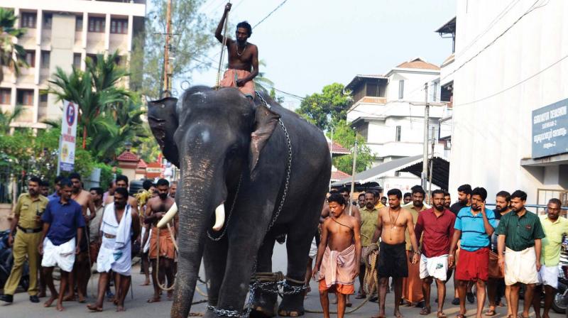 Sree Krishnan, the pachyderm which killed its mahout Subhash